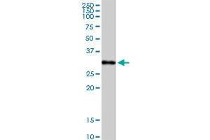 Western Blotting (WB) image for anti-Complement Component 1, Q Subcomponent, A Chain (C1QA) (AA 1-245) antibody (ABIN513850)