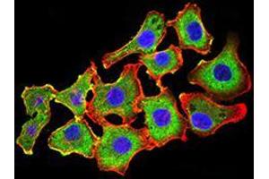 Immunofluorescence analysis of HL-7702 cells using CDH11 mouse mAb (green). (OB Cadherin 抗体  (AA 468-617))