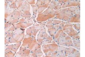 Detection of RETN in Mouse Skeletal Muscle Tissue using Monoclonal Antibody to Resistin (RETN) (Resistin 抗体  (AA 21-114))