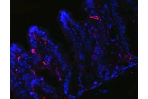 anti-Peptide YY (PYY) (AA 29-64), (Middle Region) antibody