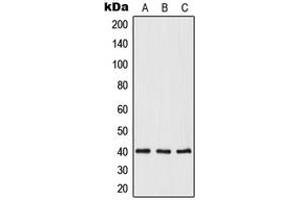 Western blot analysis of Opticin expression in HeLa (A), mouse heart (B), rat heart (C) whole cell lysates. (OPTC 抗体  (C-Term))