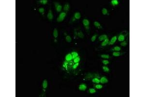 Immunofluorescent analysis of Hela cells using ABIN7168111 at dilution of 1:100 and Alexa Fluor 488-congugated AffiniPure Goat Anti-Rabbit IgG(H+L) (RNASEH2C 抗体  (AA 1-164))