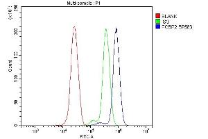 anti-Poly(rC) Binding Protein 2 (PCBP2) (AA 197-276) antibody