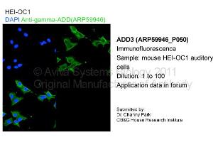 Image no. 1 for anti-Adducin 3 (Gamma) (ADD3) (C-Term) antibody (ABIN2788272)