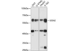 Western blot analysis of extracts of various cell lines, using SESN2 antibody (ABIN6128760, ABIN6147623, ABIN6147625 and ABIN6218513) at 1:3000 dilution. (Sestrin 2 抗体  (AA 211-480))