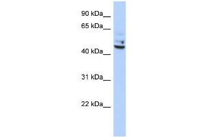 WB Suggested Anti-TP53I13 Antibody Titration:  0. (TP53I13 抗体  (Middle Region))