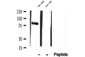 Western blot analysis of extracts of mouse thymus tissue, using TMEM173/STING antibody. (STING/TMEM173 抗体  (Internal Region))