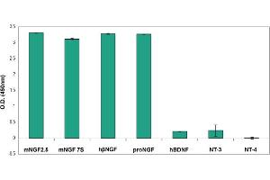 Indirect ELISA of adsorbed neurotrophic factorsNeurotrophic factors Native mouse NGF 2. (Nerve Growth Factor 抗体)