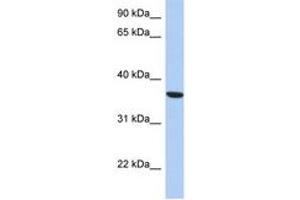 Image no. 1 for anti-Phosphoseryl-tRNA Kinase (PSTK) (AA 143-192) antibody (ABIN6743250) (PSTK 抗体  (AA 143-192))