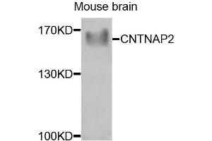 Western blot analysis of extracts of mouse brain, using CNTNAP2 antibody (ABIN4903332) at 1:1000 dilution.