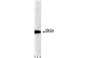 Western blot analysis of Caveolin 3 on rat muscle. (Caveolin 3 抗体  (AA 3-24))