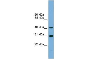 WB Suggested Anti-C1orf51 Antibody Titration: 0. (C1orf51 抗体  (Middle Region))