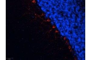 Expression of α1B-Adrenoceptor in rat cerebellum - Immunohistochemical staining of frozen section of rat cerebellum using Anti-α1B-Adrenergic Receptor (extracellular) Antibody (ABIN7042897, ABIN7043914 and ABIN7043915), (1:100). (ADRA1B 抗体  (Extracellular))