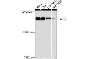 Western blot analysis of extracts of various cell lines, using  Rabbit mAb (ABIN7265361) at 1:1000 dilution. (ABL2 抗体)
