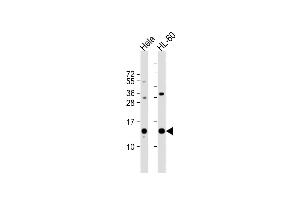 All lanes : Anti-PHF5A Antibody (C-term) at 1:1000 dilution Lane 1: Hela whole cell lysate Lane 2: HL-60 whole cell lysate Lysates/proteins at 20 μg per lane. (PHF5A 抗体  (C-Term))
