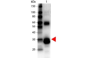 Western Blot of Biotin Conjugated Rabbit anti-L-Asparaginase Antibody. (ASRGL1 抗体  (Biotin))