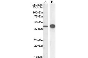 ABIN184743 (0. (DAP3 抗体  (C-Term))