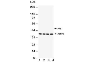 Western blot testing of Caspase-12 antibody