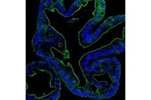 IF analysis of Villin using anti-Villin antibody (ABIN3042343).