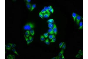 Immunofluorescence staining of Hela cells with ABIN7163932 at 1:100, counter-stained with DAPI. (KCNK3 抗体  (AA 278-379))