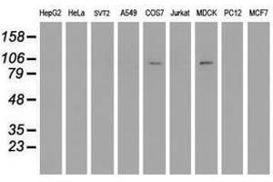 Image no. 2 for anti-Dipeptidyl-Peptidase 9 (DPP9) antibody (ABIN1497899) (DPP9 抗体)