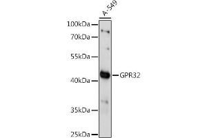 Western blot analysis of extracts of A-549 cells, using GPR32 antibody (ABIN7267303) at 1:1000 dilution.