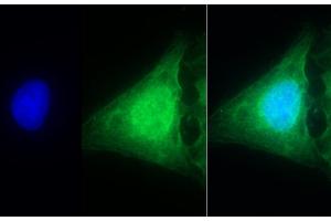 Detection of CASP1 in Human U2OS cell using Polyclonal Antibody to Caspase 1 (CASP1) (Caspase 1 抗体  (AA 120-297))