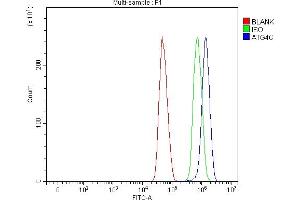 Flow Cytometry analysis of U251 cells using anti-ATG4C antibody (ABIN7599415). (ATG4C 抗体  (AA 1-457))