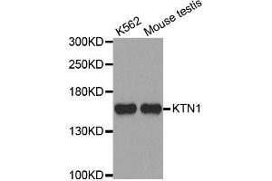 Western Blotting (WB) image for anti-Kinectin 1 (Kinesin Receptor) (KTN1) antibody (ABIN1980246) (KTN1 抗体)