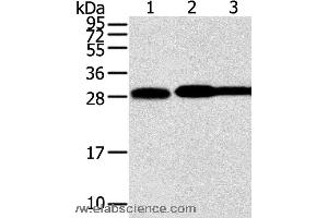 Western blot analysis of Hela, lovo and A431 cell, using STX10 Polyclonal Antibody at dilution of 1:800 (Syntaxin 10 抗体)