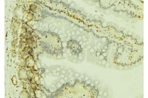 ABIN6277019 at 1/100 staining Mouse colon tissue by IHC-P. (RPS19 抗体  (Internal Region))