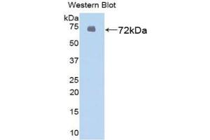 Western Blotting (WB) image for anti-Heat Shock 70kDa Protein 1-Like (HSPA1L) (AA 1-641) antibody (ABIN7433087)