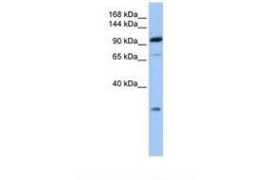 Image no. 1 for anti-Adaptor-Related Protein Complex 2, beta 1 Subunit (AP2B1) (AA 651-700) antibody (ABIN6738854)