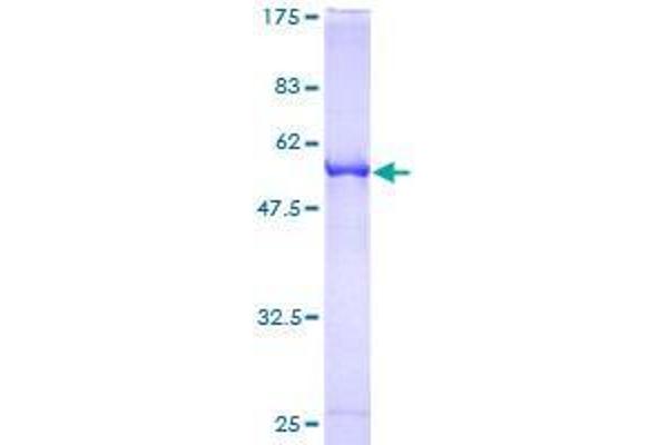 RABL2B Protein (AA 1-229) (GST tag)