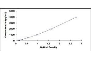 Typical standard curve (LAMP2 ELISA 试剂盒)