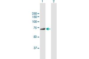 Western Blot analysis of MTMR6 expression in transfected 293T cell line by MTMR6 MaxPab polyclonal antibody. (MTMR6 抗体  (AA 1-621))