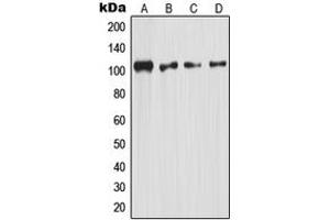 Western blot analysis of NF-kappaB p105 expression in HeLa (A), mouse kidney (B), rat kidney (C), rat liver (D) whole cell lysates. (NFKB1 抗体  (C-Term))