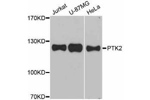 Western blot analysis of extracts of various cell lines, using PTK2 antibody. (FAK 抗体)