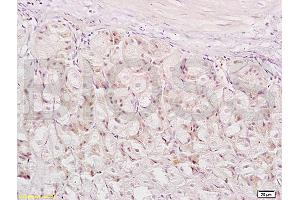 Formalin-fixed and paraffin embedded mouse stomach labeled with Anti-XAF1/FBXO39 Polyclonal Antibody, Unconjugated (ABIN674754) at 1:200 followed by conjugation to the secondary antibody and DAB staining. (XAF1 抗体  (AA 151-250))