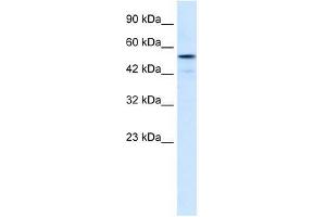 SNIP1 antibody used at 0. (SNIP1 抗体  (Middle Region))