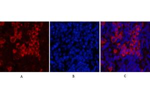 Immunofluorescence analysis of mouse spleen tissue. (PARP1 抗体  (Cleaved-Asp214))