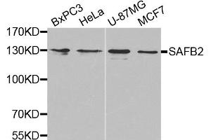 Western Blotting (WB) image for anti-Scaffold Attachment Factor B2 (SAFB2) antibody (ABIN1874690) (SAFB2 抗体)