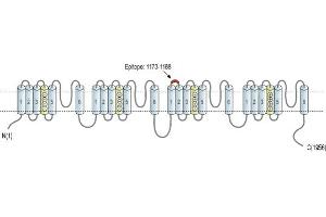 Representative domain view of the target of ABIN7885417.