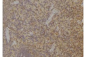 ABIN6274942 at 1/100 staining Rat spleen tissue by IHC-P. (ARPP21 抗体  (Internal Region))