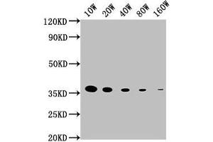 Western Blot Positive WB detected in: 15 μg hela whole cell lysate GAPDH antibody at 1:100000, 1:200000, 1:400000, 1:800000, 1:1600000 Secondary Goat polyclonal to mouse IgG at 1/50000 dilution Predicted band size: 36 KDa Observed band size: 36 KDa Exposure time: 5 min (GAPDH 抗体  (AA 3-335))