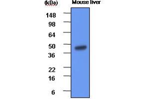 Western Blotting (WB) image for anti-Betaine--Homocysteine S-Methyltransferase (BHMT) (AA 1-406) antibody (ABIN6245670) (BHMT 抗体  (AA 1-406))