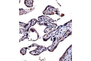 IL9R Antibody immunohistochemistry analysis in formalin fixed and paraffin embedded human placenta tissue followed by peroxidase conjugation of the secondary antibody and DAB staining. (IL-9 抗体  (AA 170-199))