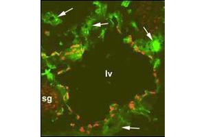 Immunofluorescence on a frozen section of a mouse embryo at day 13. (PROX1 抗体  (C-Term))