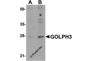 Western Blotting (WB) image for anti-Golgi phosphoprotein 3 (Coat-Protein) (GOLPH3) (N-Term) antibody (ABIN1031394)