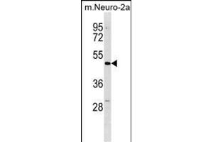 Mouse Dcdc2 Antibody (C-term) (ABIN1537217 and ABIN2850143) western blot analysis in mouse Neuro-2a cell line lysates (35 μg/lane). (DCDC2 抗体  (C-Term))